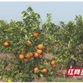 攸县果农试种广西沃柑获成功  3万斤果实陆续上市