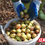 攸县40万亩油茶开山采摘