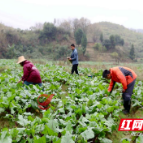 攸县莲塘坳镇山田村：冬季红菜苔新鲜上市