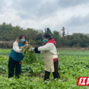 株洲市中心血站：志愿服务到田间 助农收菜暖民心