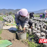 春耕备耕丨攸县：木耳采摘忙 农户日采万斤鲜木耳