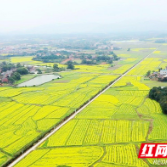攸县:千亩油菜花绽放 美丽乡村入画来