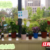 株洲市中心医院临床心理科创新开展植物叙事护理