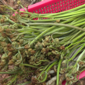 春天的美食丨野生蕨菜炒腊肉