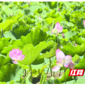 攸县：荷花次第开满塘 “荷包”渐渐鼓起来