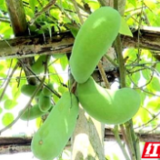 攸县：打造生态果园 助力乡村振兴