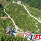 助力乡村振兴 牵手宝山黄桃