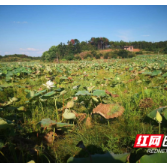 攸县：荷田干旱 村组多方抗旱保莲