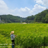 攸县：坪双村地水浇出制种丰收果