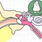 反复“天旋地转” 可能是耳朵里的”小石头”出问题