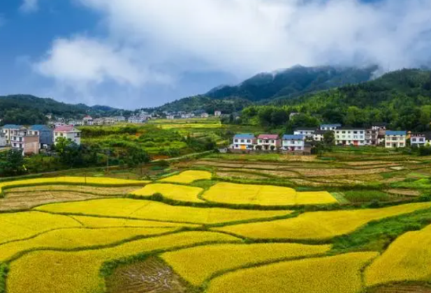 炎陵县霞阳镇： 聚焦干部队伍建设 提升干部能力素质