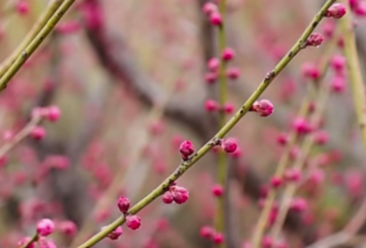 视频丨迎春绽放 炎帝陵景区梅花开