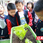 “种植小基地”开园啦 银海学校开展劳动实践活动