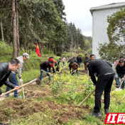 炎陵县垄溪乡：种花添彩忙 不负好春光