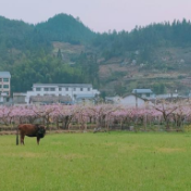 炎陵县：魅力花海 春意正浓