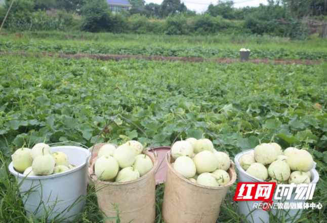 攸县：“甜蜜经济”助增收