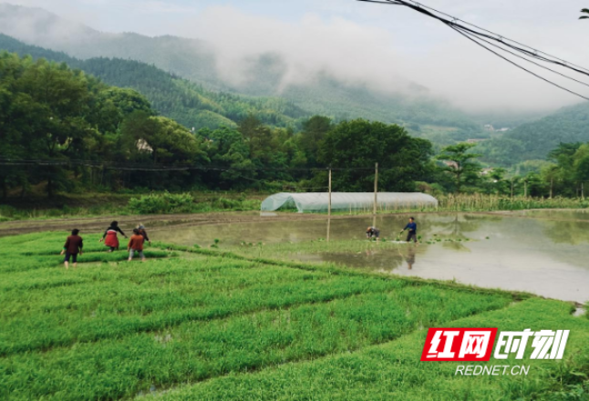 炎陵县：农民插秧忙，农田换“新衣”