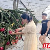 攸县：火龙果“甜蜜”上市 采摘尝鲜正当时