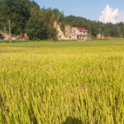 攸县：抓实粮食生产  预计全年粮食总产量达4.3万吨
