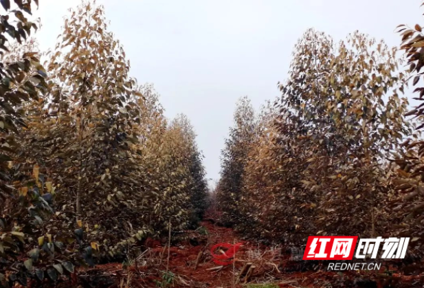 攸县：“植”此青绿且育且护 2023年人工造林1万亩