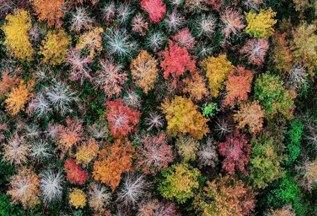 航拍丨炎陵：初冬时节枫叶红