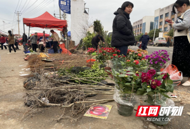 荷塘区仙庾镇：乡村集市花卉苗木生意火了