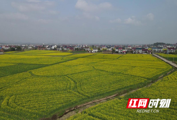 攸县30万亩油菜进入花期 预计油菜籽总产量达3.3万吨（图）