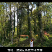 视频丨盘点炎帝陵景区那些古树