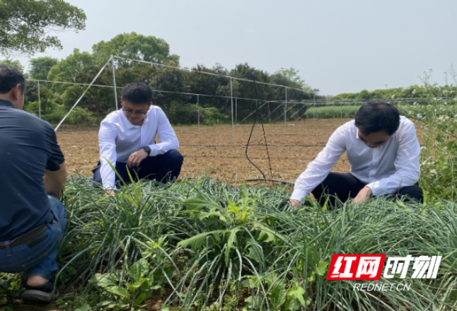 90后北大博士后投身乡村振兴 拟在株洲建设集群性民宿