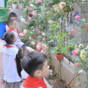 芦淞区何家坳小学：春日风起意 花开漫校园