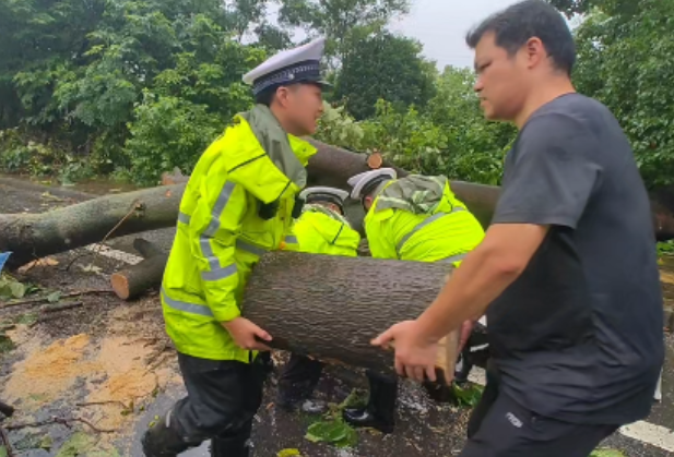 防汛抗洪一线丨芦淞区铁东路口大树倾倒道路受阻 交警现场疏导