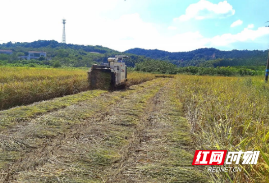 醴陵：技术“上新”  稻草“变金”