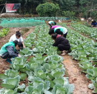 荷塘区月桂社区:田间劳动映初心,邻里互助暖深秋