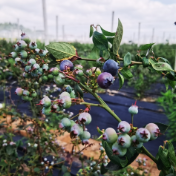 攸县精准实施“四个一批” 筑牢乡村振兴产业根基