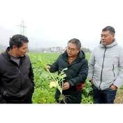 攸县：油菜管理正当时 农技服务到田间