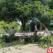 荷塘区仙庾镇：多方联动齐发力 耕食廊道展新颜