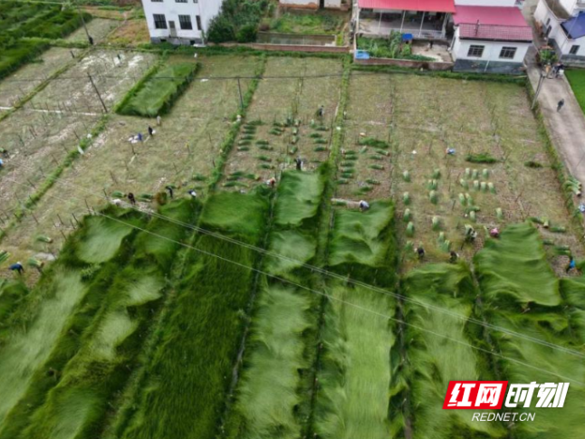 攸县樟树村：小蔺草种出“大钱景”