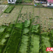 攸县樟树村：小蔺草种出“大钱景”