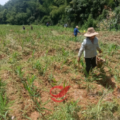 攸县宁家坪镇：在闲置撂荒土地上 种下一片幸福“姜山”