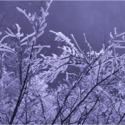 醴陵新年第一场雾凇，美成了冰雪童话