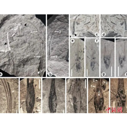 湖南醴陵发现3.4亿年前全新植物化石