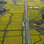 2026年攸县油菜花节将带动农文旅综合收入达4500万元