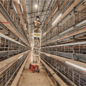 攸县江桥街道谢家垅社区:2人管理3万只鸭,“楼房养鸭”实现高效增收