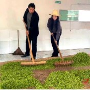 攸县:春染茶山抢鲜采 明前新茶迎丰收