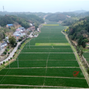 攸县丫江桥镇：青青席草织富路，特色产业助振兴