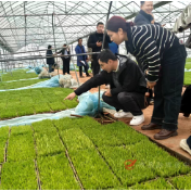 攸县开展粮油作物单产提升集中育秧观摩活动