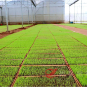 打好早稻生产“第一仗” 攸县集中育秧忙