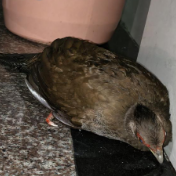 攸县黄丰桥镇发现并成功救助受伤野生鸟类