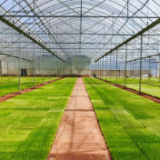 攸县莲塘坳镇：万象“耕”新看湘东，奏响“制种”春序曲