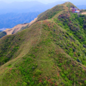 花海缀仙山，攸县太和仙野生杜鹃迎盛花期